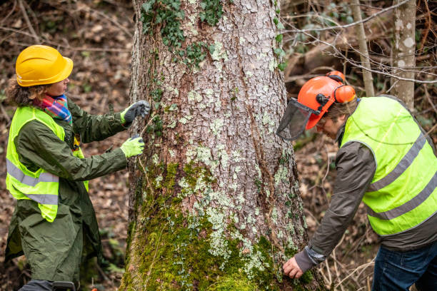 Professional Tree Services in Meiners Oaks, CA