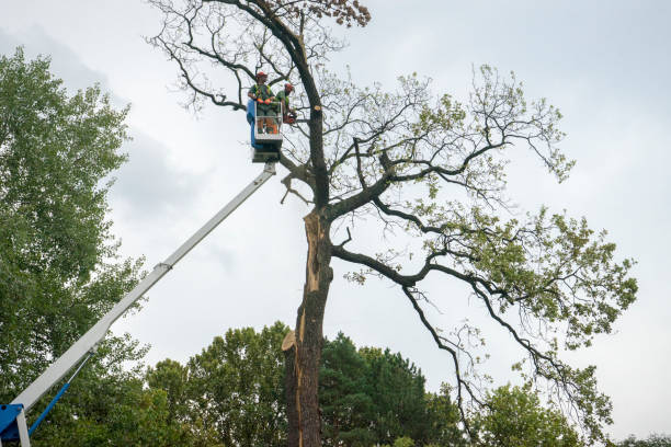 How Our Tree Care Process Works  in  Meiners Oaks, CA